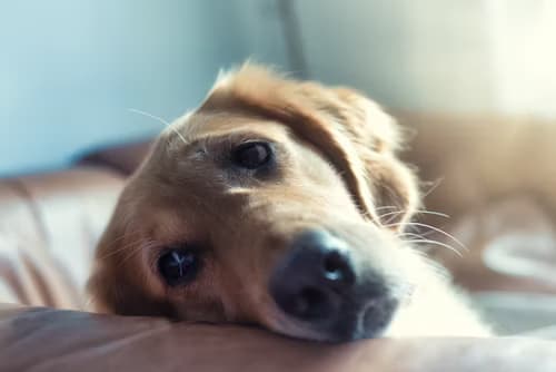 Accompagnement éducation canine chien anxieux
